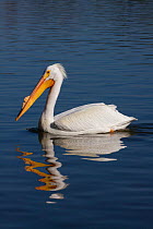 American White pelican (Pelecanus erythrorhynchos), adult in breeding plumage (note hard knob on upper mandible, a characteristic feature of white pelicans only in the courtship and early breeding sea...