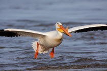 American White pelican (Pelecanus erythrorhynchos) in flight, in breeding plumage (note characteristic horn on upper mandible, bright orange bill, and yellow pouch), Mississippi River, northern Illino...