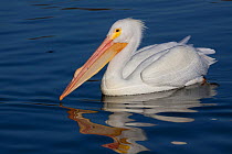 American White pelican (Pelecanus erythrorhynchos) at onset of breeding plumage, Lakeland, Florida, USA, March