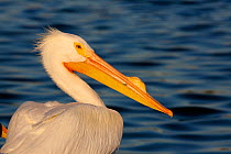 American White pelican (Pelecanus erythrorhynchos), adult in breeding plumage (note hard knob on upper mandible, a characteristic feature of white pelicans only in the courtship and early breeding sea...