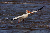 American White pelican in flight (Pelecanus erythrorhynchos) in fading breeding plumage (characteristic horn on upper mandible has sloughed off), Mississippi River, northern Illinois, USA, May