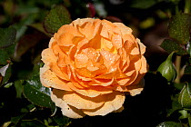 Tea Rose in bloom (Rosa) Santa Barbara, California, USA