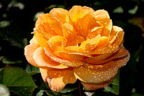 Rose in bloom (Rosa) Santa Barbara, California, USA