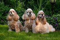 Three American Cocker spaniel, one long haired, two wire haired, USA