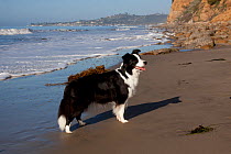 Border collie standing on seashore, Santa Barbara, California, USA