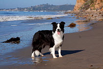 Border collie standing on seashore, Santa Barbara, California, USA
