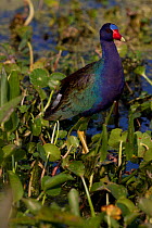 American purple gallinule (Porphyrio martinicus) in aquatic vegetation, Lakeland, Florida, USA