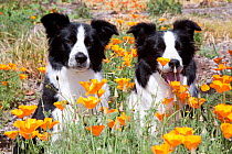 Two Border collies sitting amongst California poppies, Goleta, California, USA