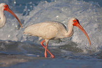White ibises (Eudocimus albus) hunting at edge of surf on Gulf of Mexico beach, St. Petersburg, Florida, USA, June