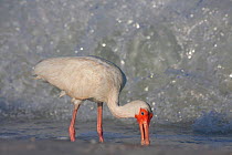 White ibis (Eudocimus albus) hunting at edge of surf for mole crabs on Gulf of Mexico beach, St. Petersburg, Florida, USA, June