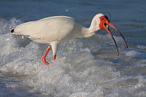 White ibis (Eudocimus albus) in post breeding plumage, eating mole crab and strand of sea grass, St. Petersburg, Florida, USA, June