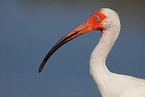 Portrait of White ibis (Eudocimus albus) St. Petersburg, Florida, USA, June