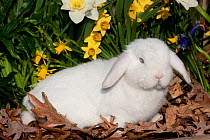 Holland Lop rabbit, domestic breed, in spring daffodils, Rockton, Illinois, USA