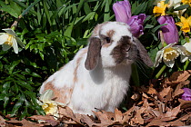 Holland Lop rabbit, domestic breed in spring tulips, Rockton, Illinois, USA