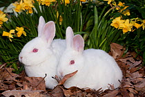 Juvenile New Zealand white rabbits in spring daffodils, Union, Illinois, USA