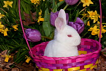 Juvenile New Zealand rabbit in easter basket among daffodils and lavender tulips, Union, Illinois, USA