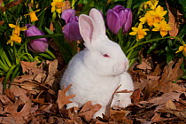 Juvenile New Zealand white rabbit in oak leaves, purple tulips and spring daffodils, Union, Illinois, USA