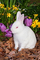 Juvenile New Zealand white rabbit sniffing purple tulip, Union, Illinois, USA