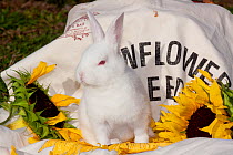 Juvenile New Zealand white rabbit sitting on cloth sunflower seed bag with sunflowers, Union, Illinois, USA