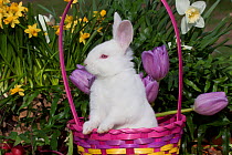 Juvenile New Zealand white rabbit sitting in purple woven basket with tulips, Union, Illinois, USA