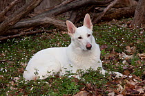 White German Shepherd dog, male, lying in wild Anemones in early spring, Elburn, Illinois, USA
