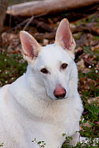 Portrait of White German Shepherd dog, male, Elburn, Illinois, USA