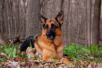 German Shepherd dog, male, saddle colour, sitting in woodland, Ellburn, Illinois, USA