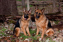 German Shepherd dogs both female, saddle colour, sitting in woodland, Ellburn, Illinois, USA