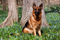 German Shepherd dog, male, saddle colour, sitting in woodland, Geneva, USA