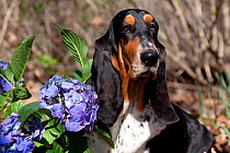 Basset hound female by Hydrangea flower, St. Charles, Illinois, USA