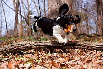 Basset hound hurdling over fallen log in oak woodland, Geneva, Illinois, USA