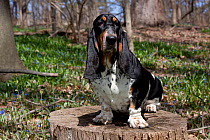 Basset hound sitting on old tree stump amid blue spring flowers, Geneva, Illinois, USA