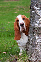 Red and white Basset hound peering around tree, Hampshire, Illinois, USA