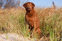 Chesapeake Bay retriever, female, sitting in salt marsh grasses, Waterford, Connecticut, USA