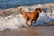 Chesapeake Bay Retriever splashing out of water at seashore, Waterford, Connecticut, USA