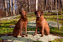 Pair of Chesapeake Bay retrievers sitting at edge of deciduous forest, Waterford, Connecticut, USA
