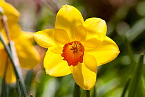 Daffodil (Narcissus genus) East Haddam, Connecticut, USA
