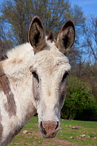 Portrait of Donkey, East Granby, Connecticut, USA
