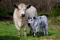 Galloway Cow and calf in spring pasture, East Granby, Connecticut, USA