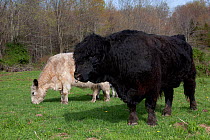 White Galloway cow and black Galloway bull in spring pasture, East Granby, Connecticut, USA
