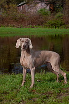 Weimaraner standing on grass in front of pond, Haddam, Connecticut, USA
