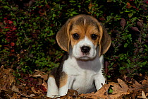 Beagle pup portrait, USA