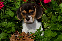 Beagle pup, USA