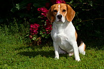 Beagle adult male, Plano, Illinois, USA