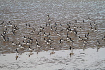 Barnacle Geese (Branta leucopsis) on the shore of Loch Indaal. Islay, Scotland, March.