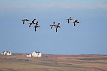 Barnacle Geese (Branta leucopsis) in flight with highland cottages in the background. Islay, Scotland, March.