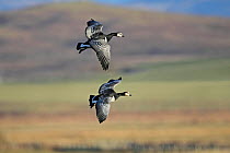 Two Barnacle Geese (Branta leucopsis) gliding in to land. Islay, Scotland, March.