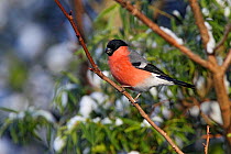 Male Bullfinch (Pyrrhula pyrrhula) perched in tree in thawing snow. Cheshire, UK, December.