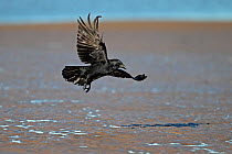 Carrion Crow (Corvus corone) landing on shore to forage. Liverpool Bay, UK, November.