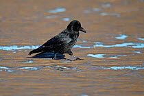Carrion Crow (Corvus corone) foraging on wet sands. Liverpool Bay, UK, November.